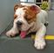 Cachorros de Bulldog Inglés Americano para adopción - Foto 3