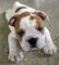 Cachorros de Bulldog Inglés Americano para adopción - Foto 4