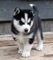 Cachorros de husky siberiano