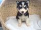 Cachorros de husky siberiano bien criados y sanos