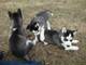 Cachorros de Husky Siberiano de pura raza - Foto 4
