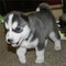 Cachorros de husky siberiano dulce y encantador - Foto 1