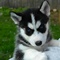 Cachorros de husky siberiano macho y hembra - Foto 1