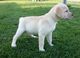 Cachorros de pura raza Labrador Retriever en venta - Foto 1