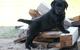 Cachorros de pura raza Labrador Retriever en venta - Foto 2