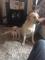 Cachorros de pura raza Labrador Retriever en venta - Foto 3