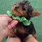 Cachorros de Yorkie de pura raza - Foto 1