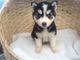 Cachorros fornidos y bien criados con ojos azules para adopción - Foto 1