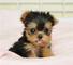 Cachorros yorkie macho y hembra disponibles