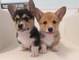 Champion pembroke welsh corgi cachorros para buenos hogares