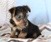 Chi-yorkies - chihuahua yorkie mix puppies