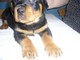 El mejor de los mejores cachorros de rottweiler