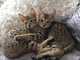 Encantadores gatitos de sabana para su adopción
