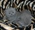 Gatitos British Shorthair - Foto 1