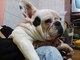 Gratis Bulldog Frances Macho - Foto 1