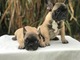 Gratis Cachorros Bulldog Frances Con Fca - Foto 1