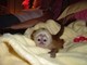 Hermoso mono capuchino para la adopción