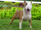 Hermosos cachorros bull terrier (garantía de salud)