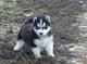 Hermosos cachorros de husky siberiano macho y hembra