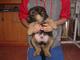 Hermosos cachorros de Pastor Alemán en adopcion libre - Foto 6