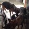 Hermosos cachorros de Pastor Alemán en adopcion libre - Foto 7
