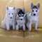 Hermosos cachorros husky con ojos azules para adopción