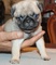 Hermosos cachorros pug, 1 macho y 1 hembra