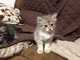Hermosos gatitos siberianos - Foto 1