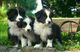 Impresionantes cachorros collie de la frontera - Foto 1