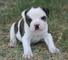 Increíbles cachorros de Bulldog Francés para adopción .. - Foto 1