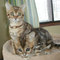 Increíbles gatitos de Bengala para adopción - Foto 1