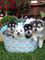 Lindos cachorros pomsky con ojos azules