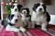 Magníficos cachorros de collie barbudo - Foto 1