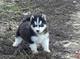 Maravillosos cachorros de siberian husky en busca de una buena fa