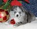 Maravillosos cachorros pomsky para adopción - Foto 1