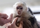 Mono capuchino para adopción