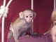 Monos capuchinos amables y bien entrenados