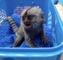 Monos capuchinos lindos e inteligentes disponibles - Foto 1