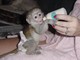 Monos capuchinos para adopción gratuita