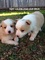 Pedigree rojo y blanco border collies disponibles