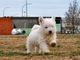 Pequeños cachorros de West Highland Terrier disponibles - Foto 1