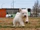 Pequeños cachorros de west highland terrier disponibles