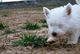 Pequeños cachorros de West Highland Terrier disponibles - Foto 3