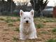 Pequeños cachorros de West Highland Terrier disponibles - Foto 4