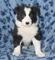 Preciosos collie border cachorros disponibles