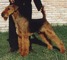 REGALO Airedale Terrier Cachorros - Foto 1