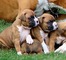 Regalo boxer cachorros