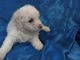 Regalo cachorras de bichon frise hembras calidad