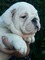 REGALO Cachorro Macho Bulldog Inglés - Foto 1