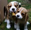 REGALO Cachorros Beagle Unicos - Foto 1